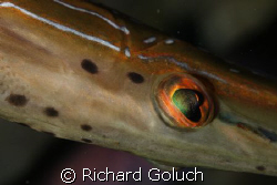 Eye of a Trumpetfish-Canon 5D 100 mm macro by Richard Goluch 